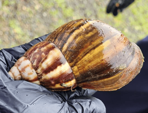Quindío fortalece el control del caracol gigante africano con apoyo del ICA y autoridades locales