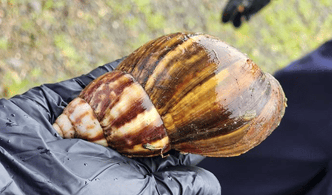 Quindío fortalece el control del caracol gigante africano con apoyo del ICA y autoridades locales
