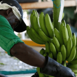 Grupos armados siembran temor entre trabajadores bananeros del Magdalena