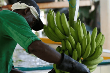 Grupos armados siembran temor entre trabajadores bananeros del Magdalena