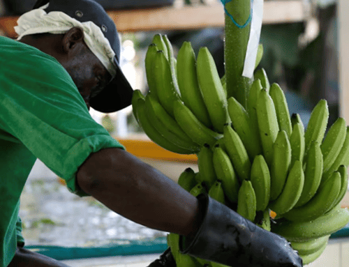 Grupos armados siembran temor entre trabajadores bananeros del Magdalena