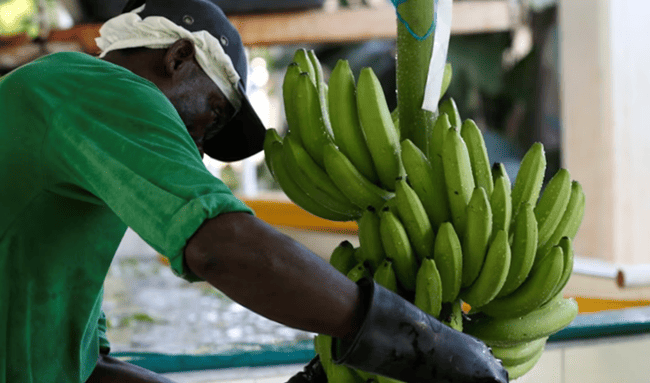 Grupos armados siembran temor entre trabajadores bananeros del Magdalena