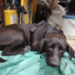 ¿Lo reconoce? Buscan a los dueños de un perrito encontrado en Bilbao, Suba