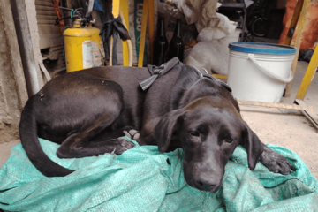 ¿Lo reconoce? Buscan a los dueños de un perrito encontrado en Bilbao, Suba