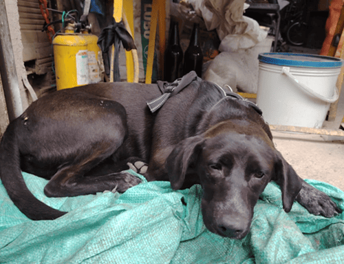 ¿Lo reconoce? Buscan a los dueños de un perrito encontrado en Bilbao, Suba