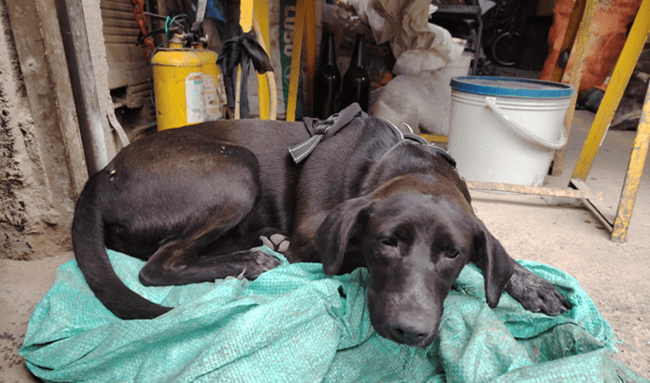 ¿Lo reconoce? Buscan a los dueños de un perrito encontrado en Bilbao, Suba