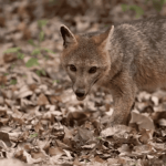 Autoridades hacen un llamado a no alimentar a los zorros perrunos avistados en Usaquén