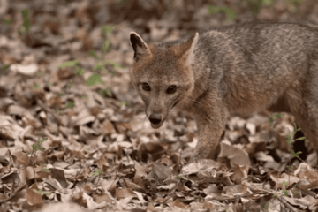 Autoridades hacen un llamado a no alimentar a los zorros perrunos avistados en Usaquén