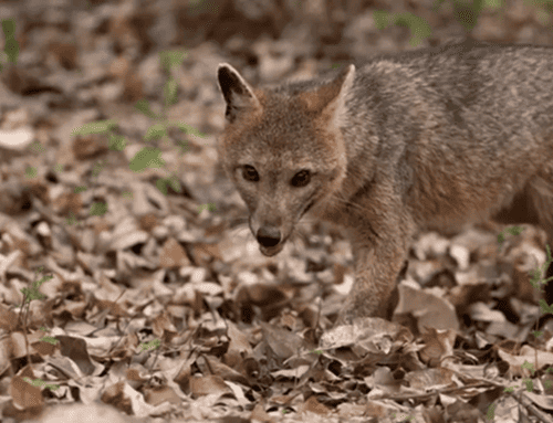 Autoridades hacen un llamado a no alimentar a los zorros perrunos avistados en Usaquén
