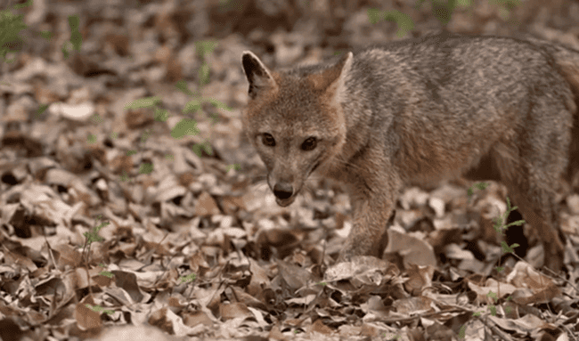 Autoridades hacen un llamado a no alimentar a los zorros perrunos avistados en Usaquén