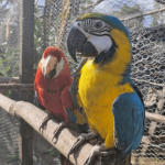 23 loras cabeciamarillas volvieron a volar libres tras ser rescatadas del tráfico ilegal de fauna en el Caribe