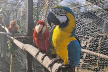 23 loras cabeciamarillas volvieron a volar libres tras ser rescatadas del tráfico ilegal de fauna en el Caribe