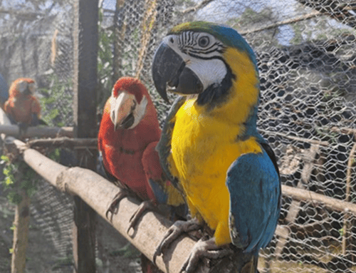23 loras cabeciamarillas volvieron a volar libres tras ser rescatadas del tráfico ilegal de fauna en el Caribe