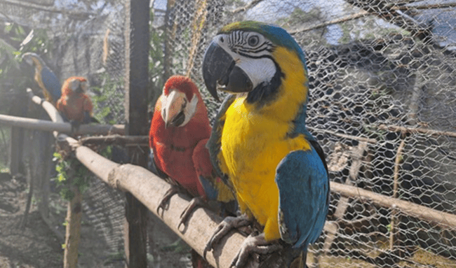 23 loras cabeciamarillas volvieron a volar libres tras ser rescatadas del tráfico ilegal de fauna en el Caribe