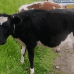 Retienen dos terneros que eran transportados de forma inusual en la vía Tibasosa–Sogamoso