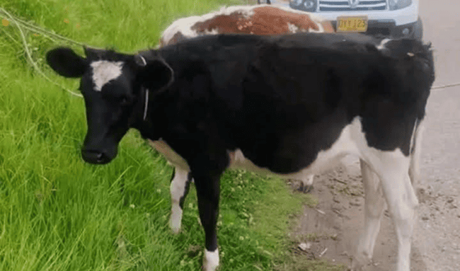 Retienen dos terneros que eran transportados de forma inusual en la vía Tibasosa–Sogamoso