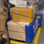 ‘Jeico’, el héroe de cuatro patas que descubrió un cargamento de marihuana en Bogotá