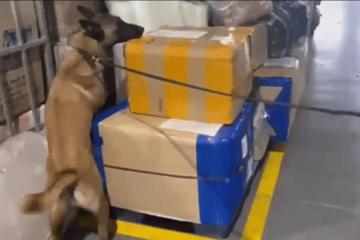 ‘Jeico’, el héroe de cuatro patas que descubrió un cargamento de marihuana en Bogotá