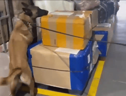 ‘Jeico’, el héroe de cuatro patas que descubrió un cargamento de marihuana en Bogotá