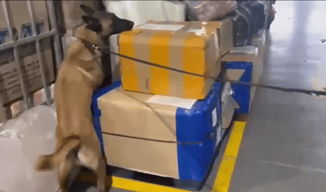 'Jeico', el héroe de cuatro patas que descubrió un cargamento de marihuana