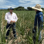 Sequía golpea al Tolima: más de 10.600 hectáreas de maíz afectadas y pérdidas superarían los $40.000 millones