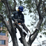 Atención, Suba: estos son los barrios donde habrá poda de árboles durante agosto