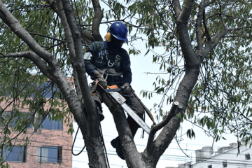 Atención, Suba: estos son los barrios donde habrá poda de árboles durante agosto
