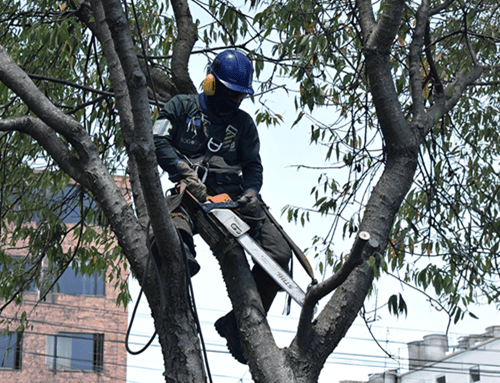 Atención, Suba: estos son los barrios donde habrá poda de árboles durante agosto