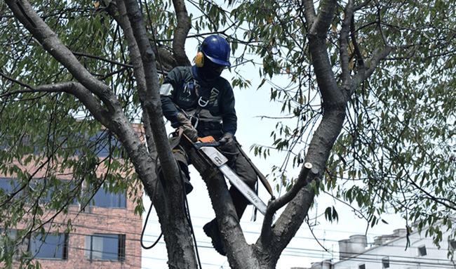 Atención, Suba: estos son los barrios donde habrá poda de árboles durante agosto