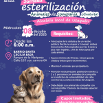 Usaquén realizará jornada gratuita de esterilización para perros y gatos este 8 de julio
