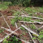 Talan más de 6.000 árboles en uno de los ecosistemas más amenazados de Colombia: CAR investiga