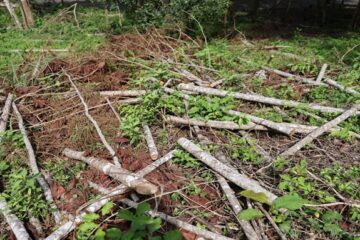Talan más de 6.000 árboles en uno de los ecosistemas más amenazados de Colombia: CAR investiga
