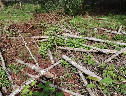 Talan más de 6.000 árboles en uno de los ecosistemas más amenazados de Colombia: CAR investiga