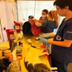 Alcaldía Local de Suba realizó jornada de esterilización gratuita a 53 animales de compañía