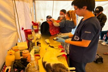 Alcaldía Local de Suba realizó jornada de esterilización gratuita a 53 animales de compañía