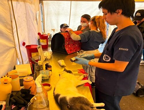 Alcaldía Local de Suba realizó jornada de esterilización gratuita a 53 animales de compañía