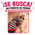 ¿Dónde está Luna? Buscan desesperadamente a una pequeña perrita desaparecida en Suba Rincón