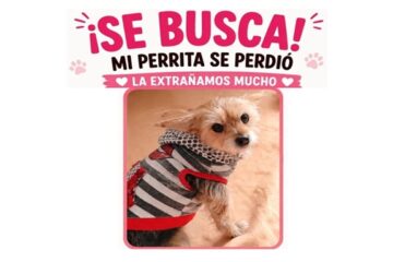 ¿Dónde está Luna? Buscan desesperadamente a una pequeña perrita desaparecida en Suba Rincón