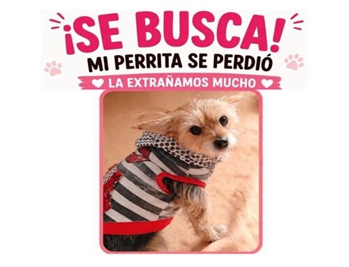 ¿Dónde está Luna? Buscan desesperadamente a una pequeña perrita desaparecida en Suba Rincón