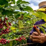 Federación Nacional lanza campaña por cafeteros afectados por el terremoto