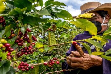 Federación Nacional lanza campaña por cafeteros afectados por el terremoto