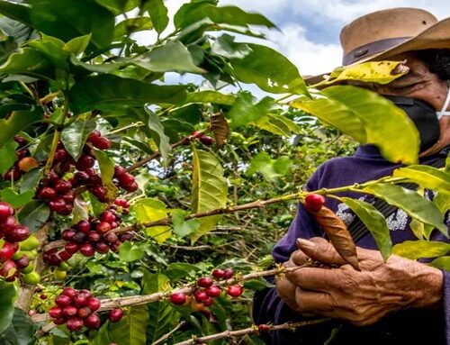 Federación Nacional lanza campaña por cafeteros afectados por el terremoto