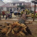 Gigantesco árbol cayó en Suba y causó daños a vehículos y una vivienda
