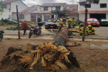 Gigantesco árbol cayó en Suba y causó daños a vehículos y una vivienda