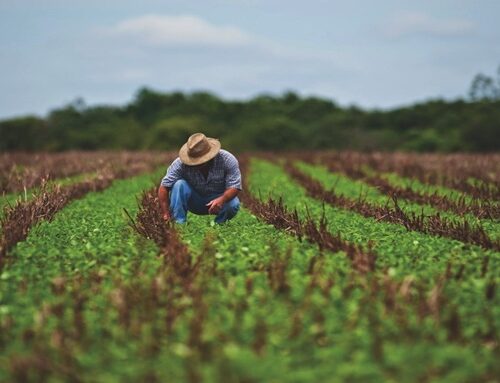 “Hay que monitorear los precios de los alimentos”: Sociedad de Agricultores de Colombia