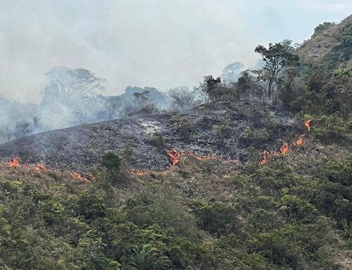Incendios forestales mantienen en alerta al Tolima: más de 22.000 hectáreas afectadas