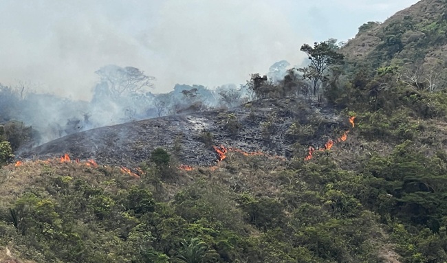 Incendios forestales mantienen en alerta al Tolima: más de 22.000 hectáreas afectadas