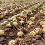Minagricultura escuchó a productores de cebolla en Sáchicá, Boyacá