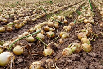 Minagricultura escuchó a productores de cebolla en Sáchicá, Boyacá
