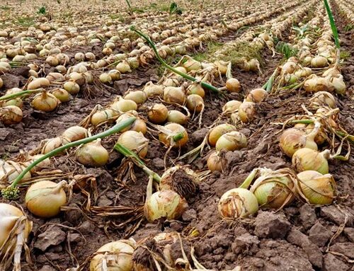 Minagricultura escuchó a productores de cebolla en Sáchicá, Boyacá